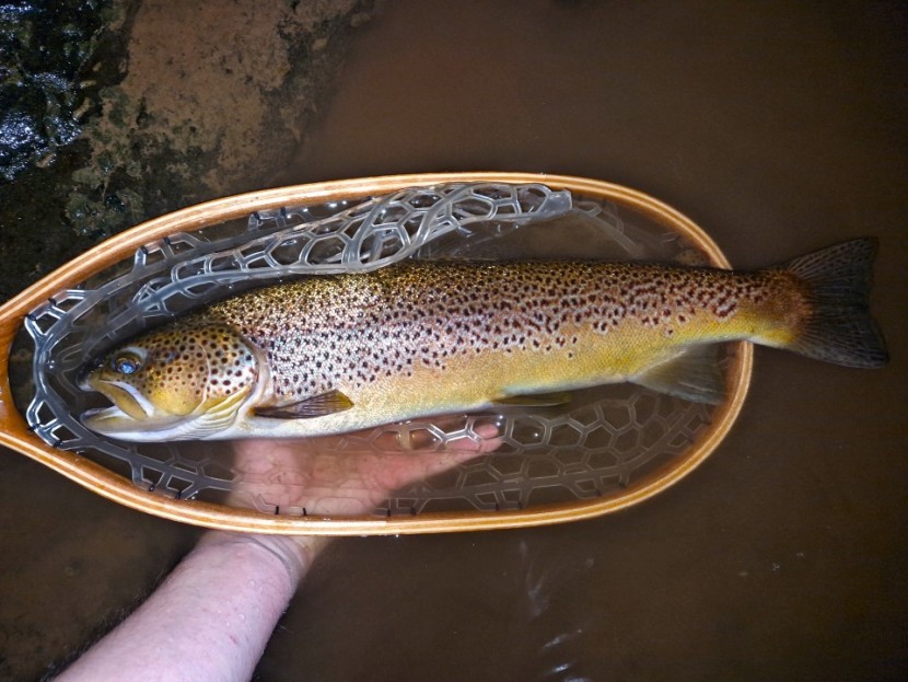 19.75 inch Cwmwysg Ganol trout - BG from Exeter
